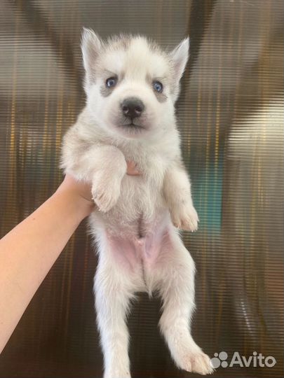 Щенки сибирской хаски