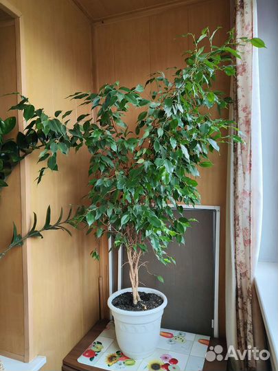 Фикус бенджамина