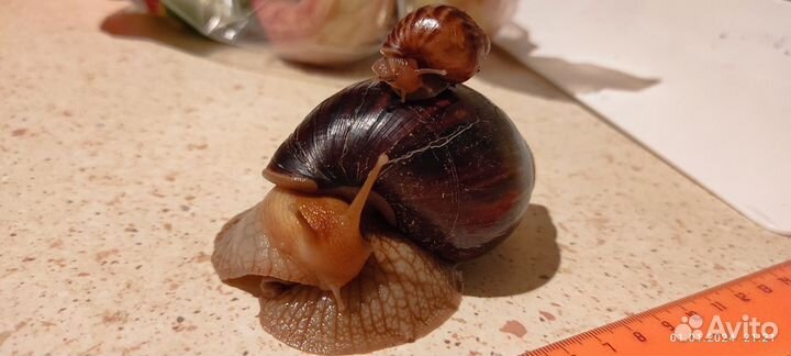 Улитка Ахатина