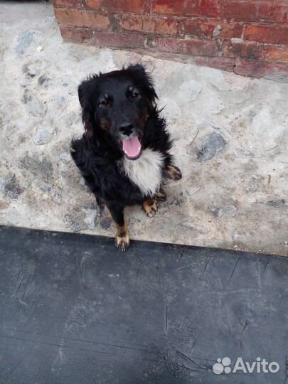 Красотка ищет семью