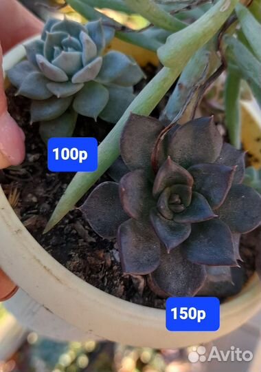 Крестовник бусы,суккуленты