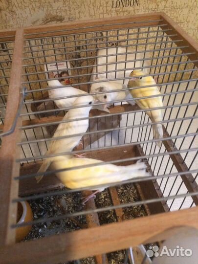 Кенара и канарейки