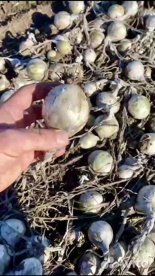 Лук белый Стардаст