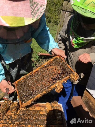 Пчелопакеты