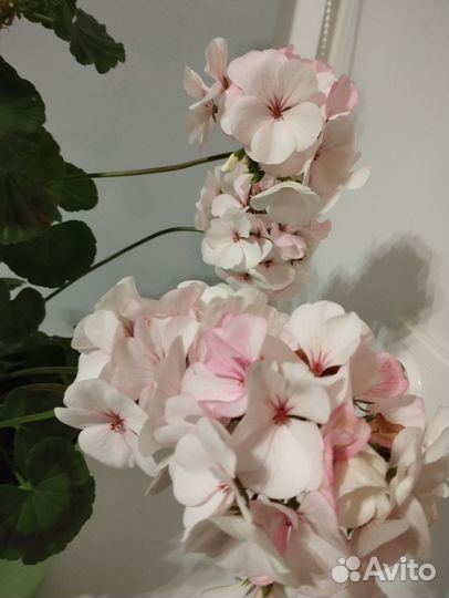 Пеларгония герань