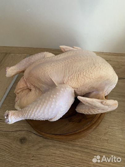 Куры и утки