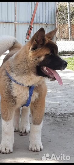 Щенки американской акиты