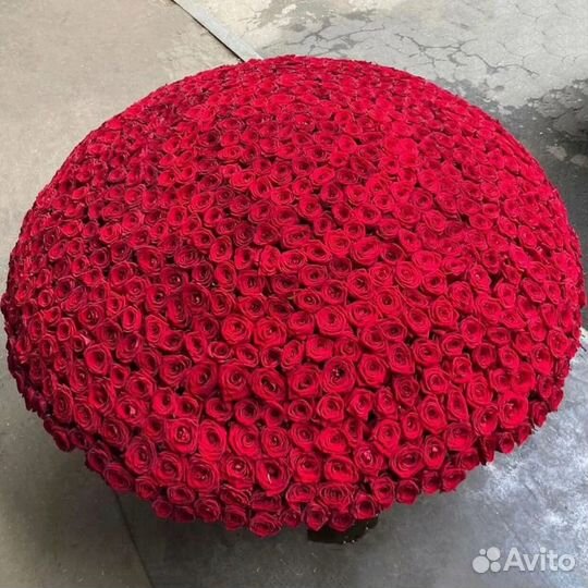 Розы. Букет 1001, 501, 301, 101 роза с доставкой