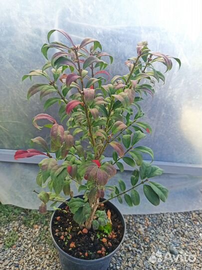 Бересклет крылатый Компактус