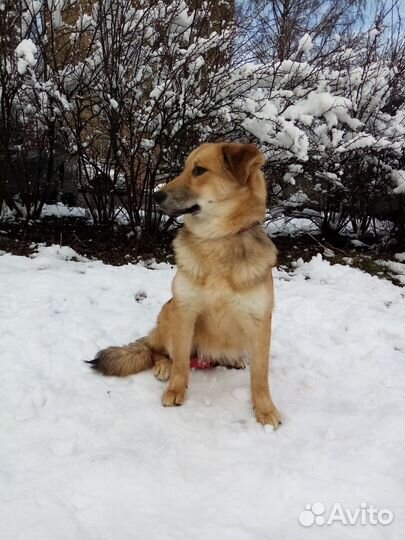 Щенок Эличка в добрые руки