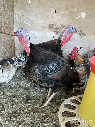 Индюки самец и самки