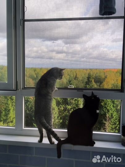 Сетка и Балкончик - антикошка на окно