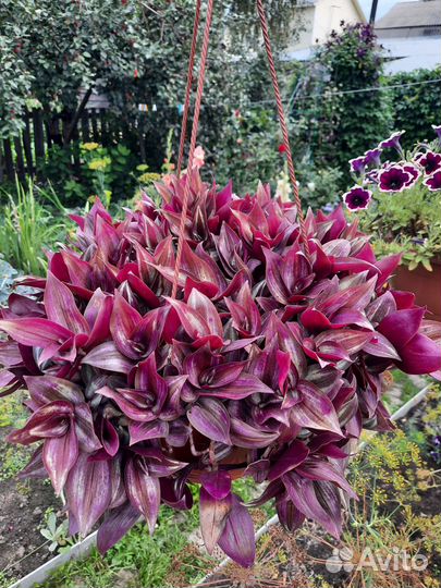 Традесканция зебрина