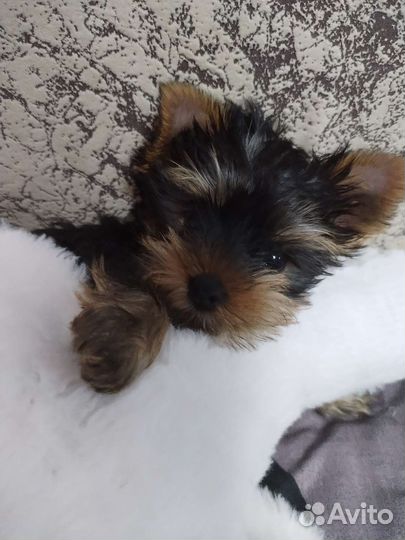 Йоркширский терьер мини девочка