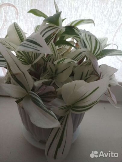 Цветы, растения