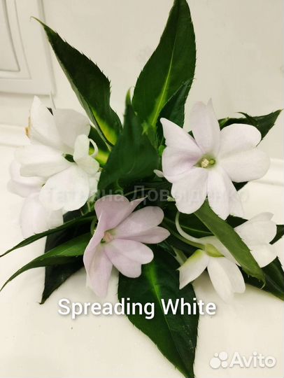 Бальзамин Новогвинейский орхидейный пестролистный