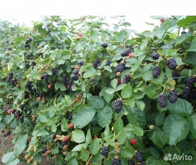 Саженцы ежевики