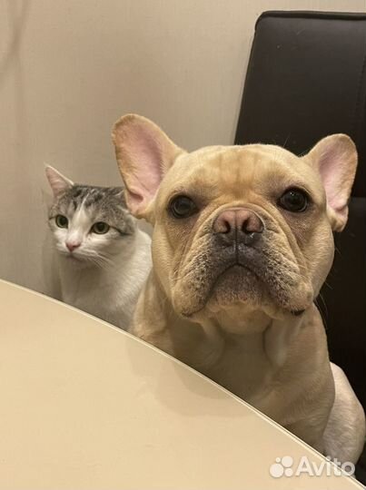 Вязка французский бульдог