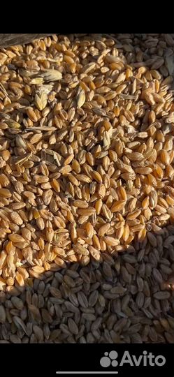 Зерно пшеница