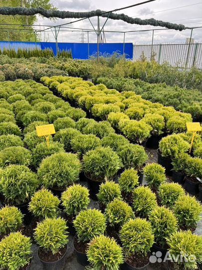 Декоративные растения для сада