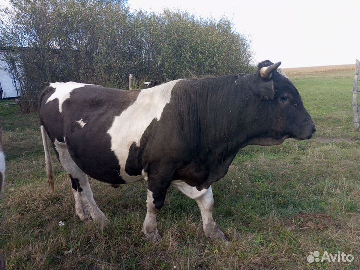 Быки на мясо