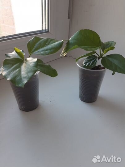 Гибискус сортовой Tivoli, черенки