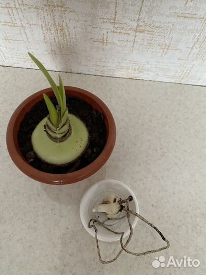 Гиппеаструм