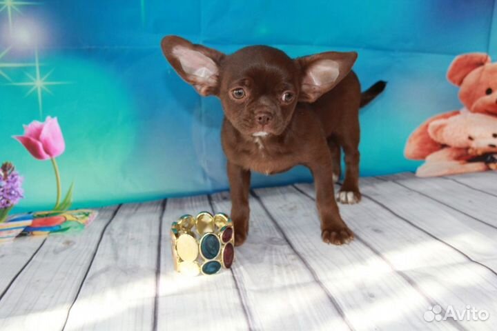 Щенки чихуахуа