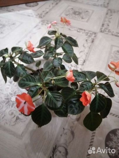 Бальзамин (ванька мокрый)