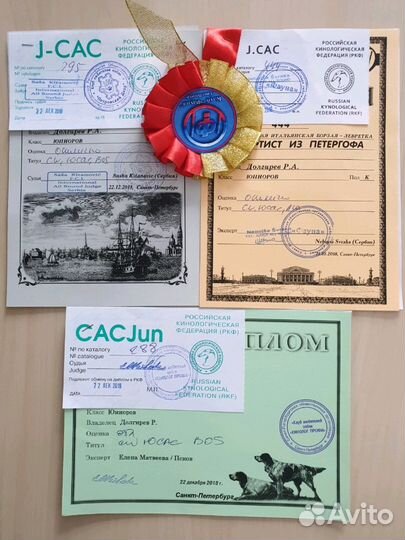 Вязка кобель левретка (итальянский грейхаунд)