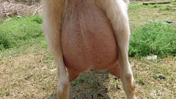 Коза дойная