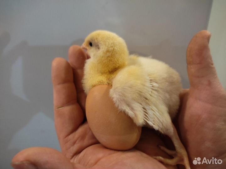 Бройлер кобб 500