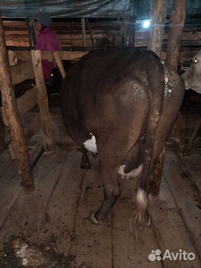 Корова на мясо