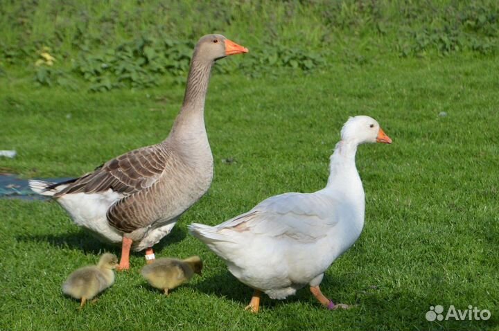 Домашняя птица