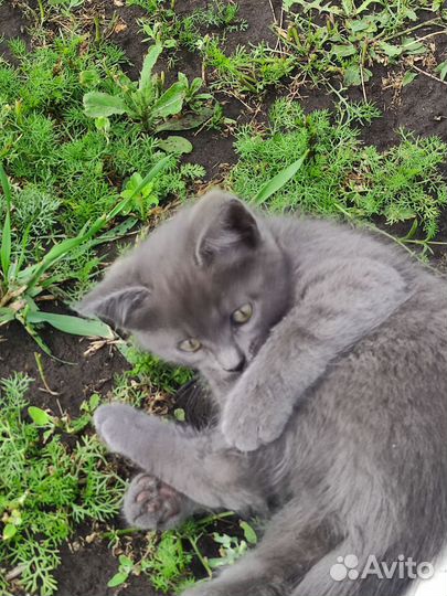 Очаровательные котята в добрые руки