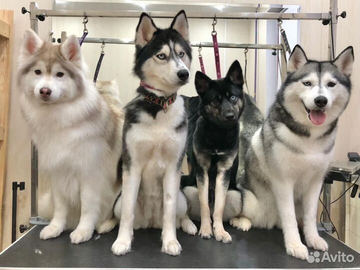 Стрижка собак / Стрижка кошек / Груминг студия