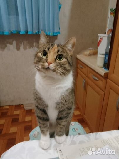 Кошка Ласкуша