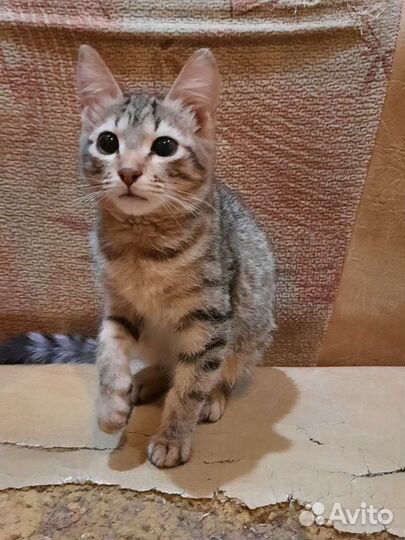 Отдам бесплатно