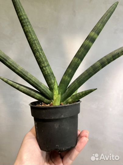 Сансевиерия сортовая тиара