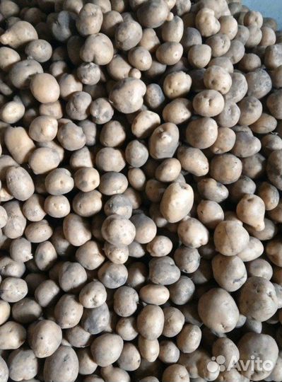 Отдам картофель