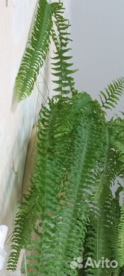 Папоротник нефролепис вариегатный