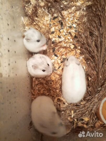 Джунгарские хомячки