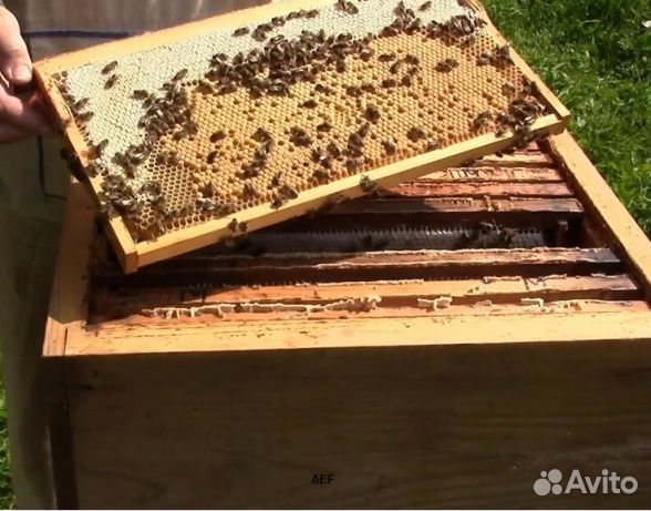 Мед 2024 года натуральный опт