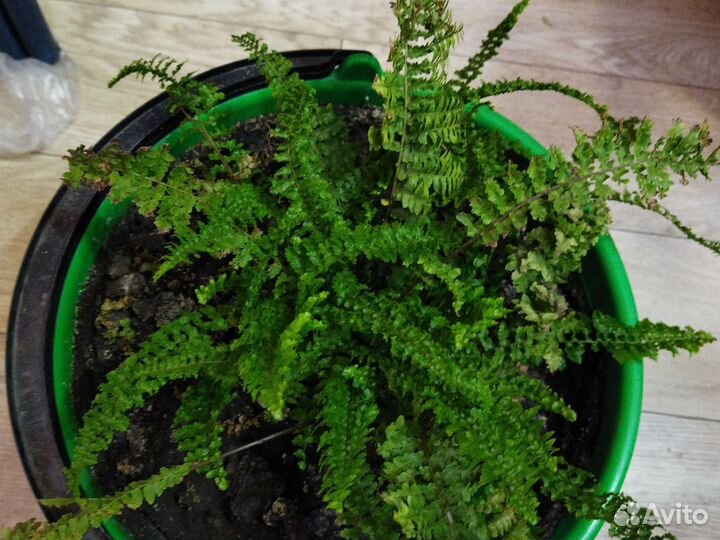 Бенджамина, папоротник