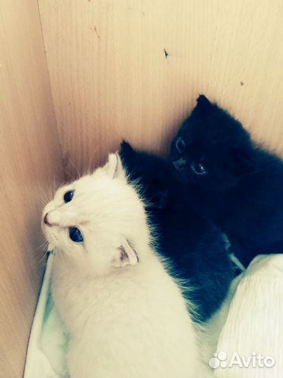 Котята