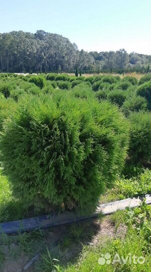 Туя Вудвари