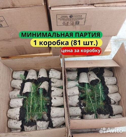 Сеянцы ели зкс от производителя