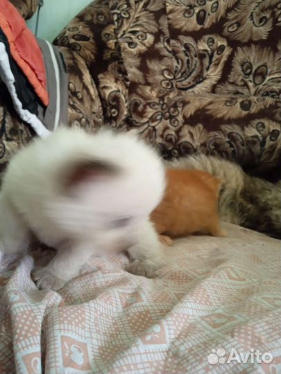 Котята в добрые руки бесплатно