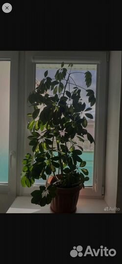 Комнатные цветы Шеффлера 2.3м