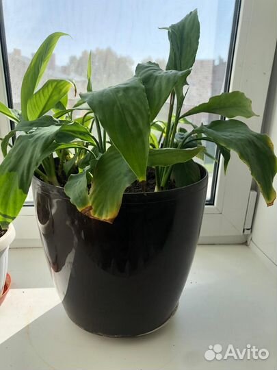 Комнатные цветы шефлера